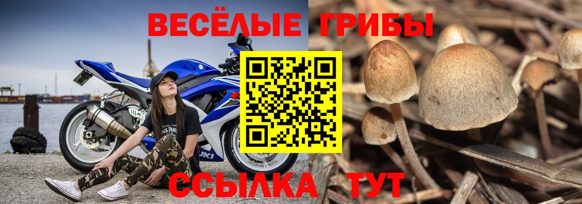 Калининград  Псилоцибиновые грибы Magic Shrooms  купить  сайты  Галлюциногенные грибы Psilocybine cubensis  Вход с VPN 